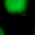 Bokeh-362